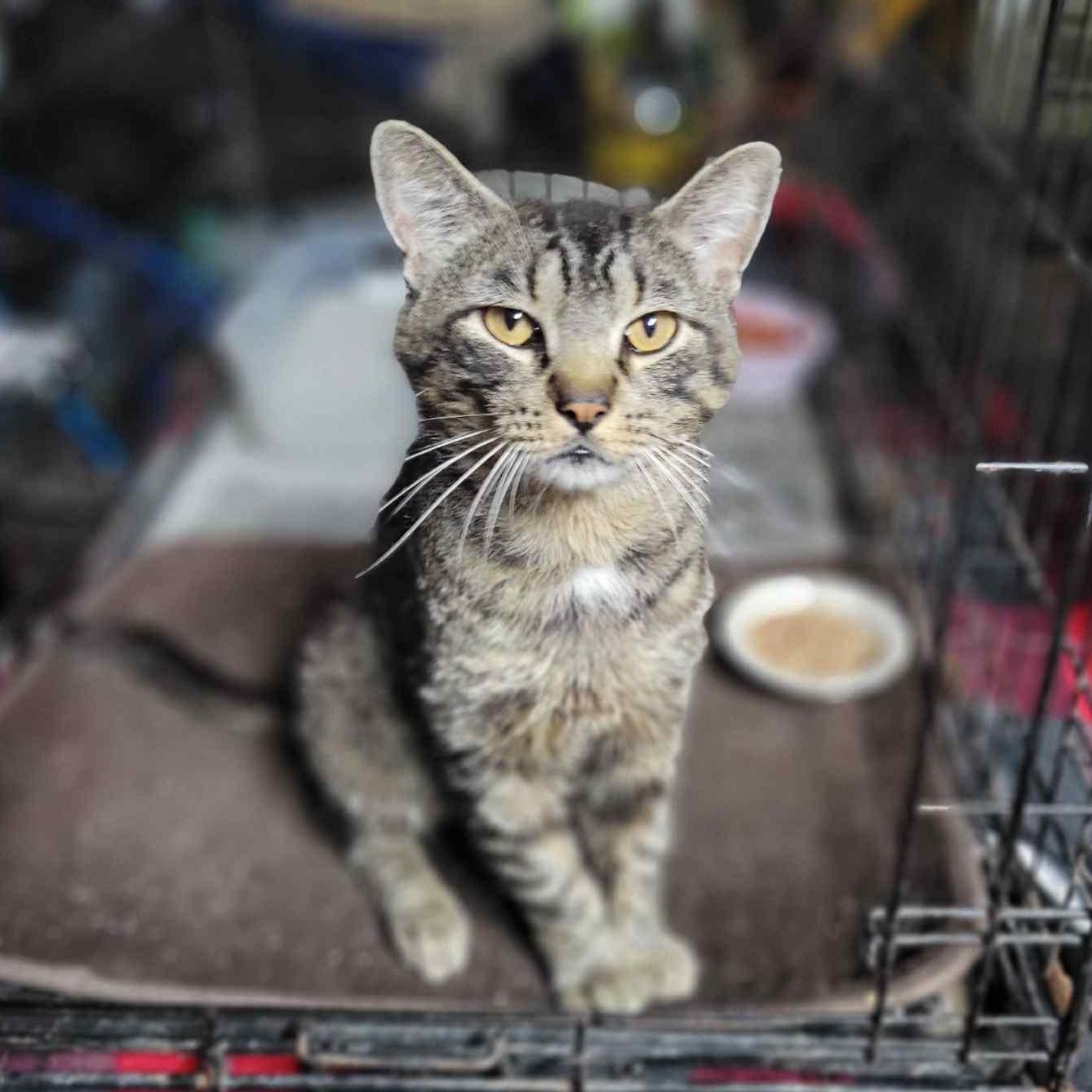 Enlarge Rex, a Adoptable mixed breed in Oklahoma City, OK image 5/5