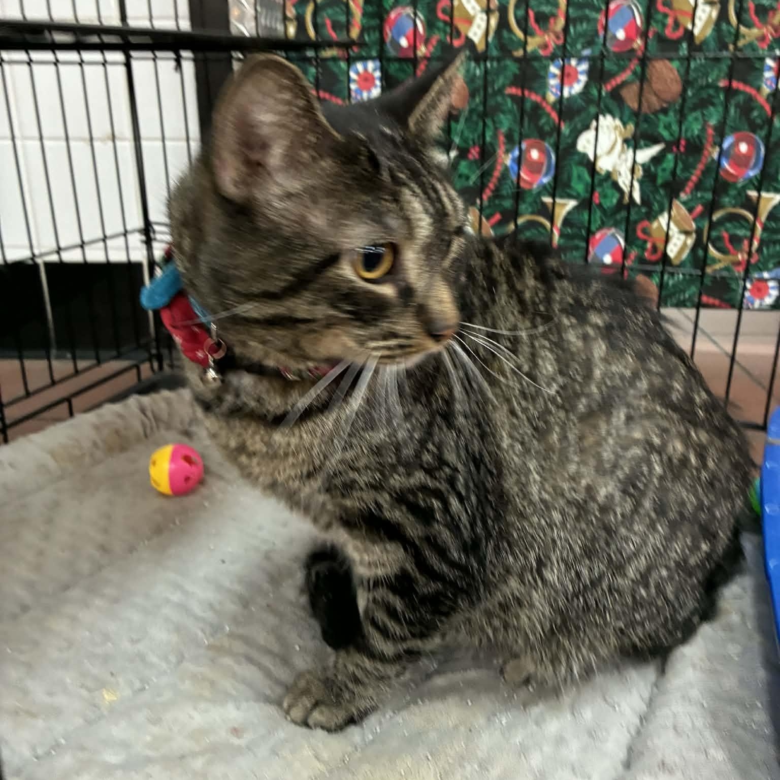 Rex, Adoptable, Adult Male Domestic Short Hair.