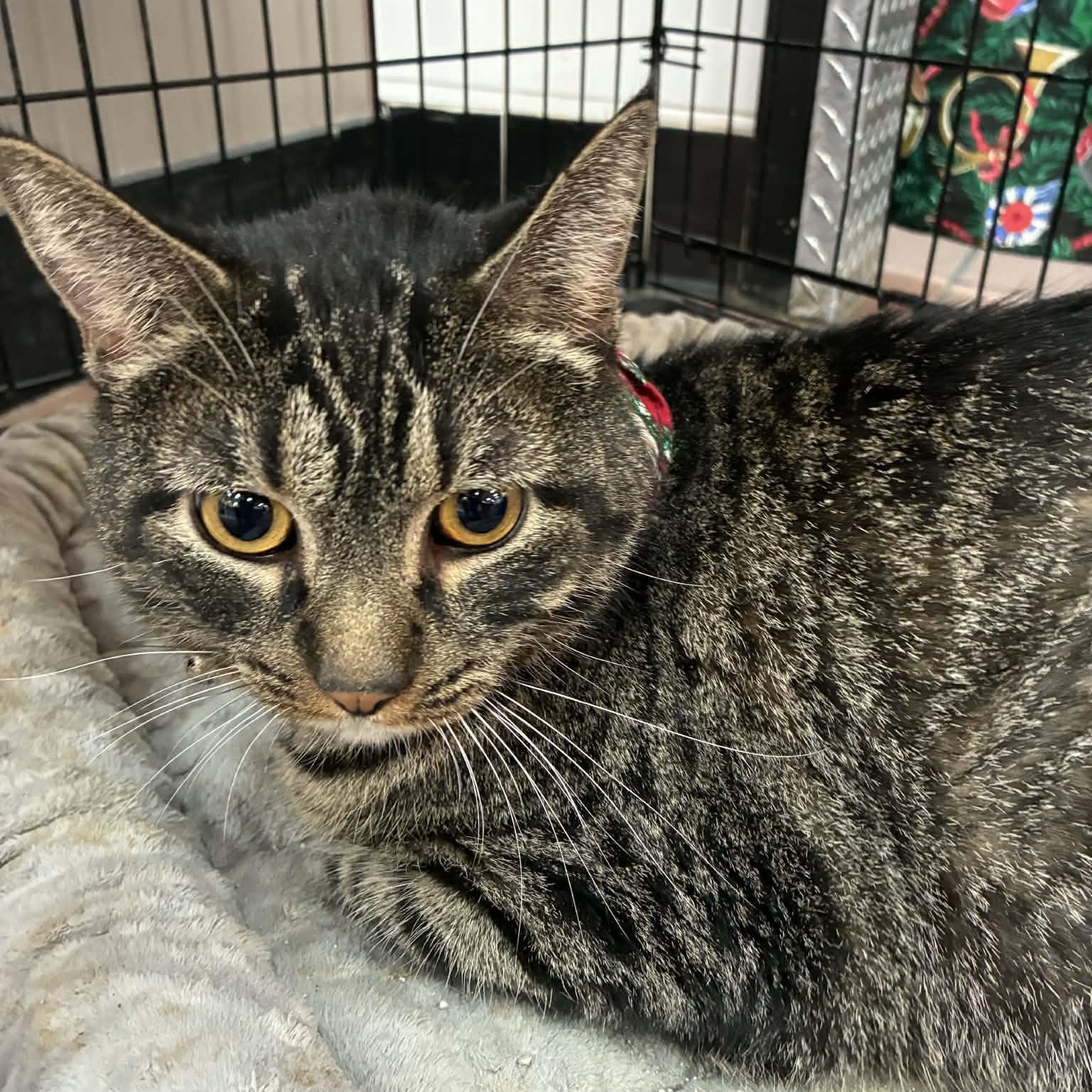 Rex, a Adoptable mixed breed in Oklahoma City, OK image 2/6