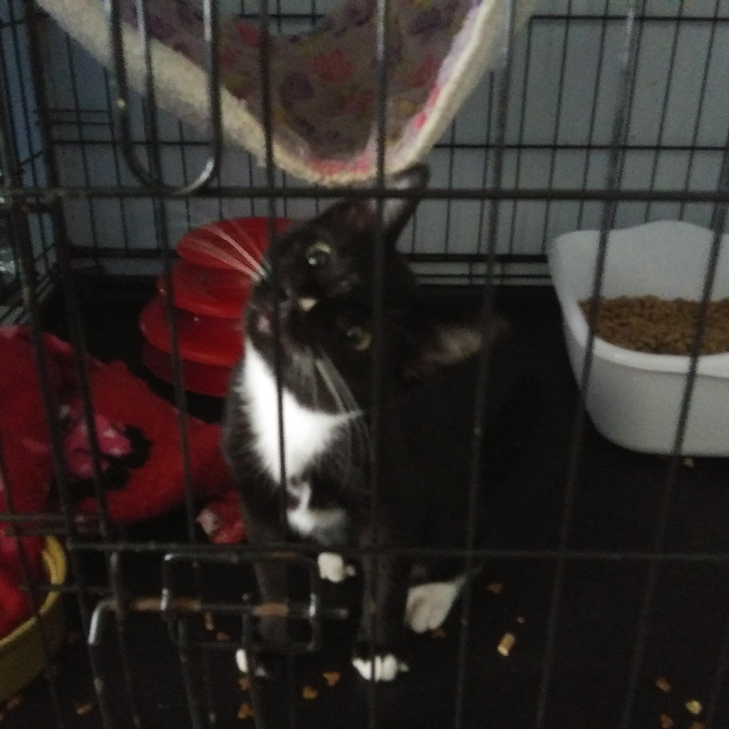 Enlarge Nayo, a Adopted Domestic Short Hair in Port Wentworth, GA image 1/3