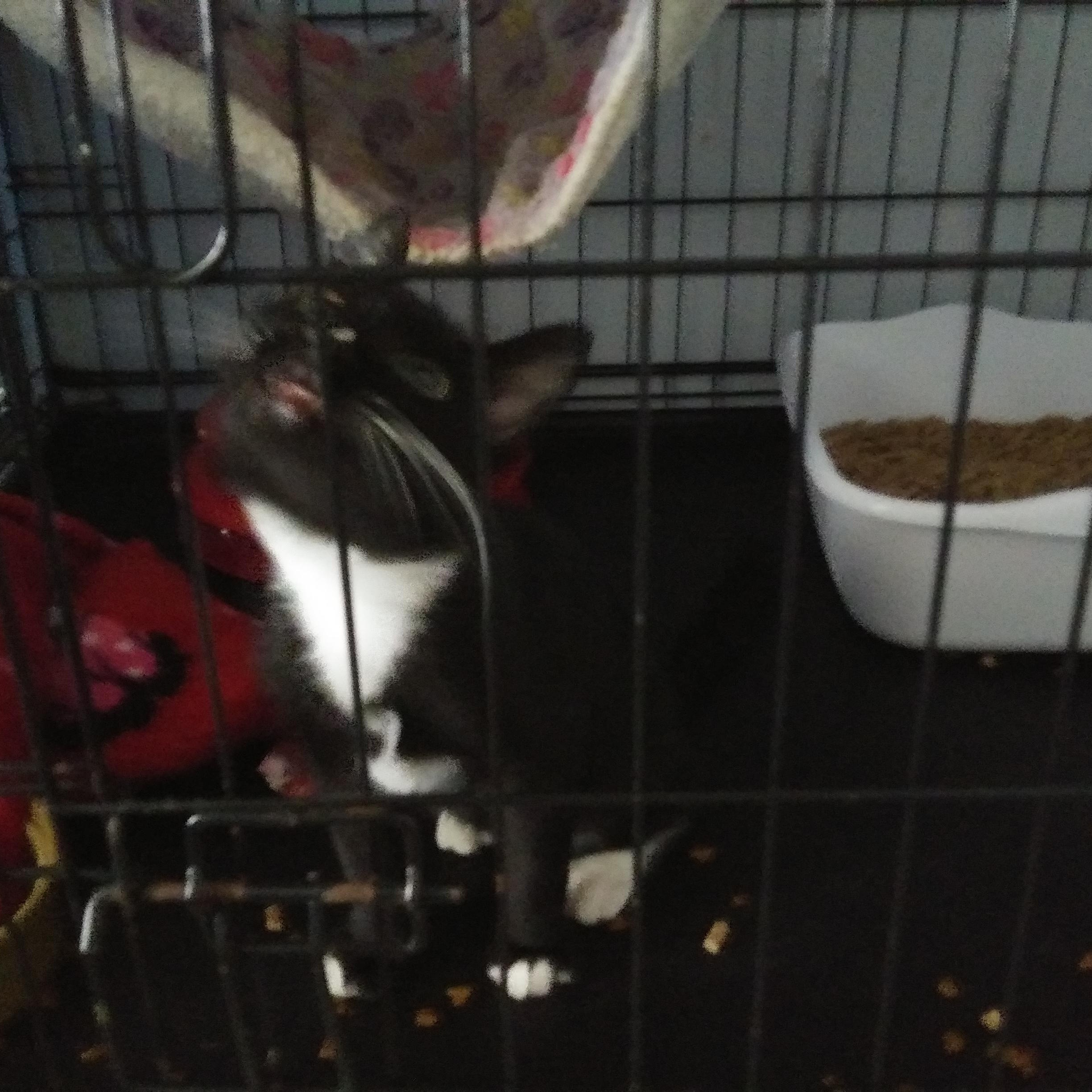 Enlarge Nayo, a Adopted Domestic Short Hair in Port Wentworth, GA image 3/3