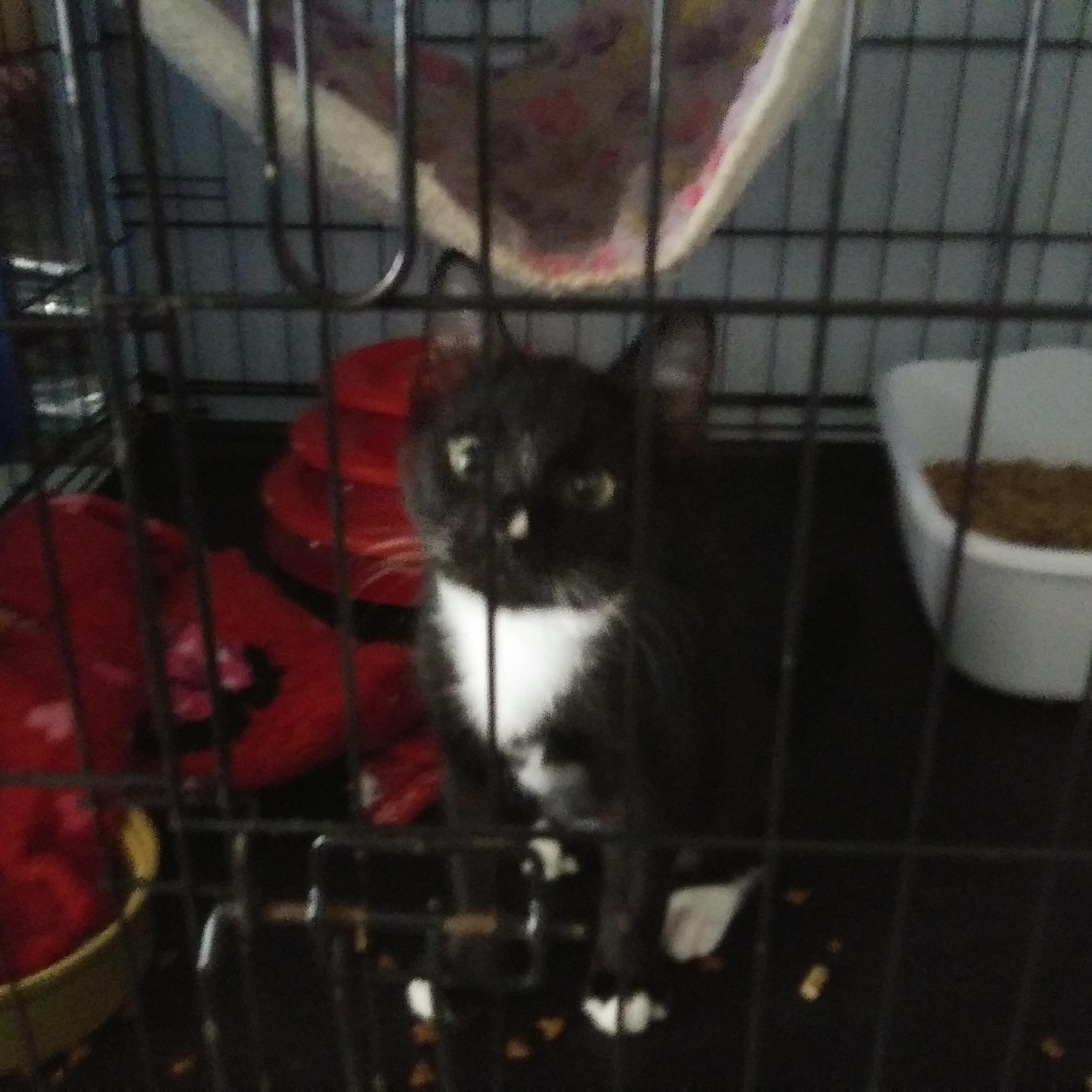 Enlarge Nayo, a Adopted Domestic Short Hair in Port Wentworth, GA image 2/3