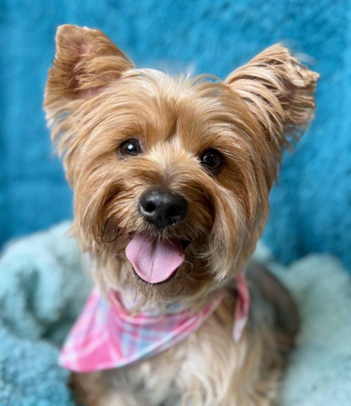 Blossom - Sweet Silky girl