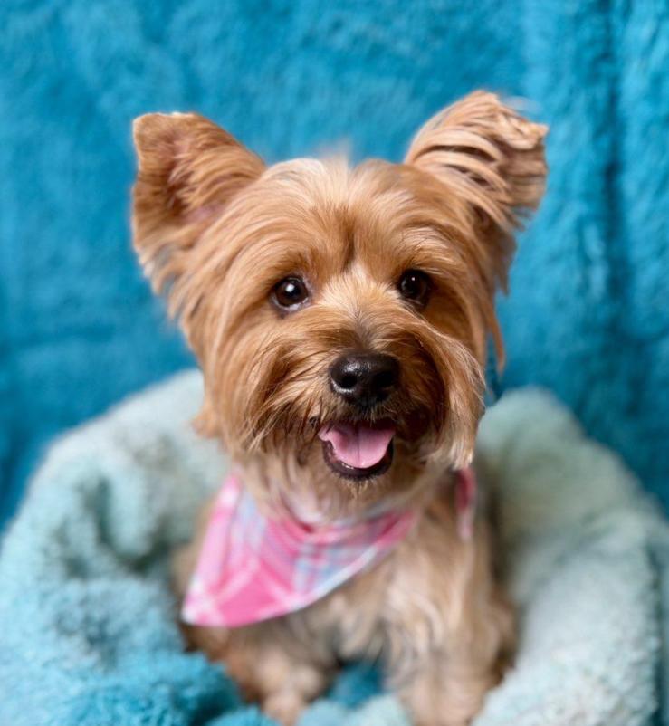 Blossom - Sweet Silky girl