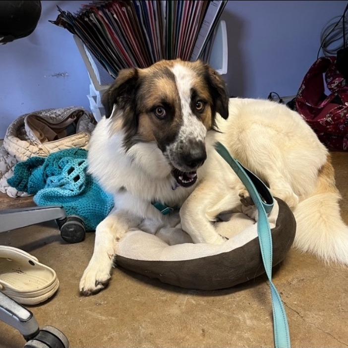 Fluffy, a Adoptable mixed breed in West Plains, MO image 1/5