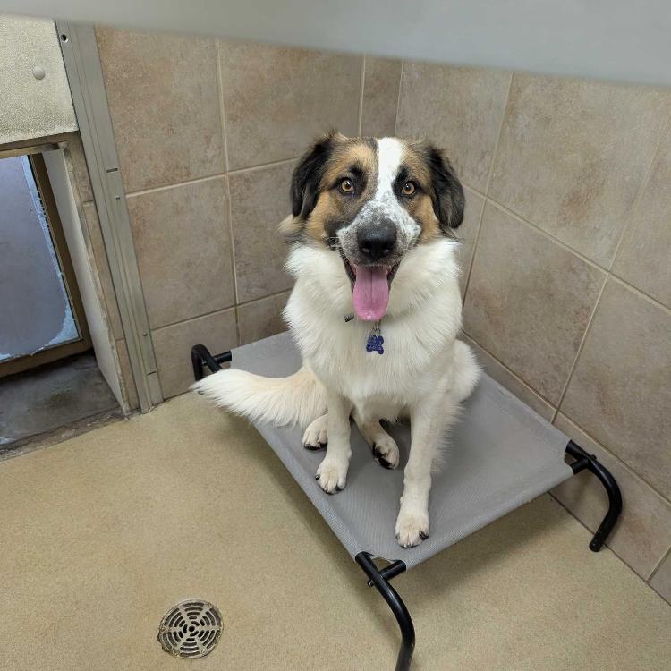 Fluffy, a Adoptable mixed breed in West Plains, MO image 2/5