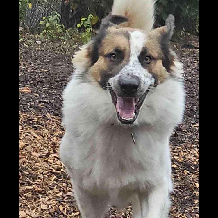 Fluffy, a Adoptable mixed breed in West Plains, MO image 3/5