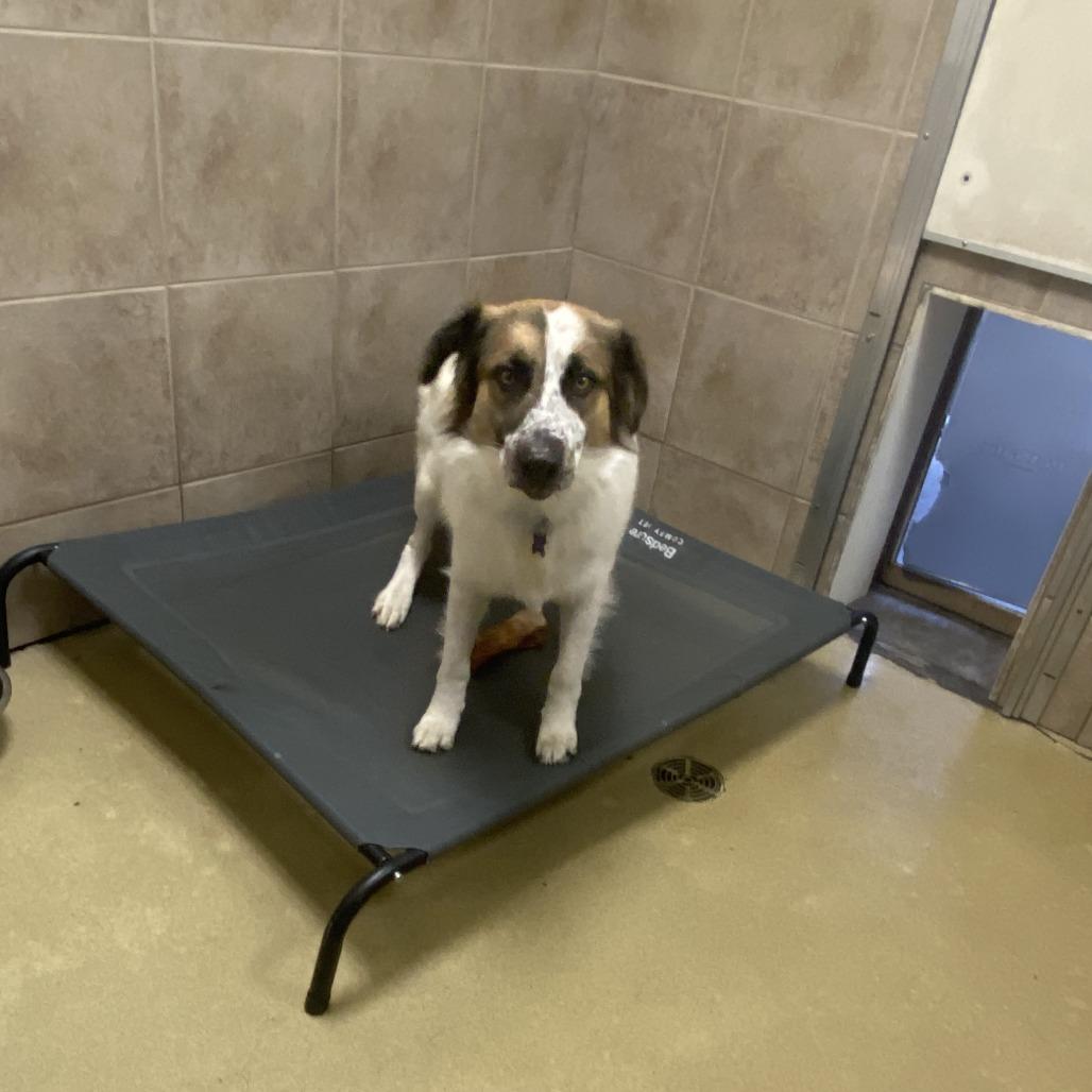 Fluffy, a Adoptable mixed breed in West Plains, MO image 4/5