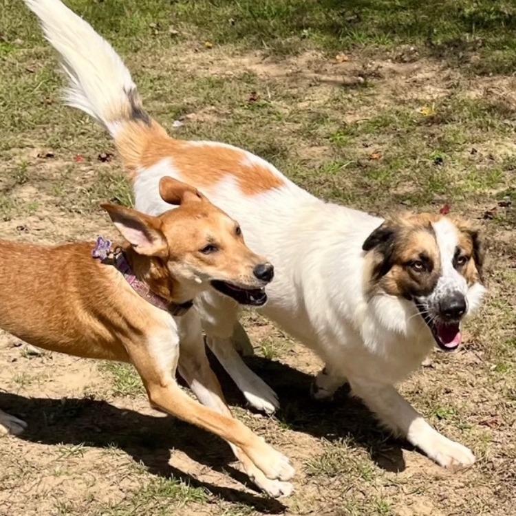 Fluffy, a Adoptable mixed breed in West Plains, MO image 5/5