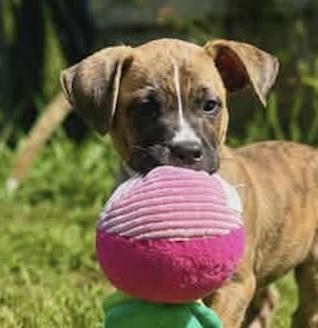 CAL, Adoptable, Puppy Male Mixed Breed.