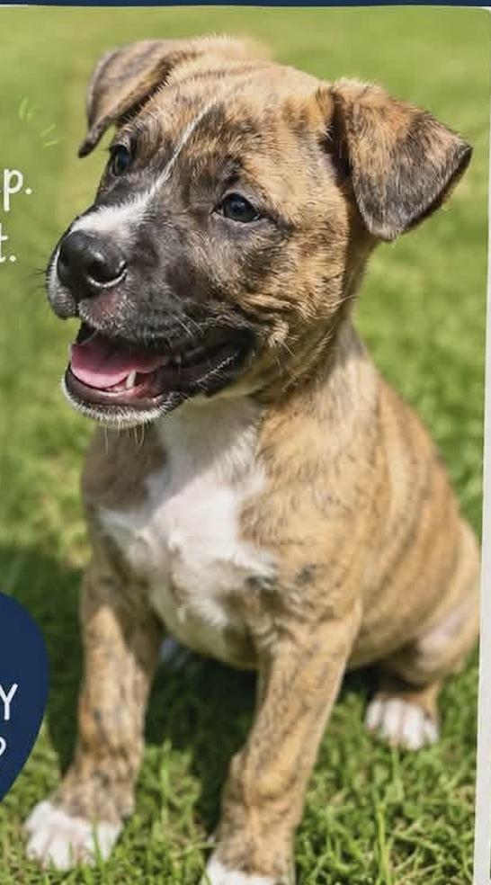 Enlarge CAL, a Adoptable Mixed Breed in East Flat Rock, NC image 2/5