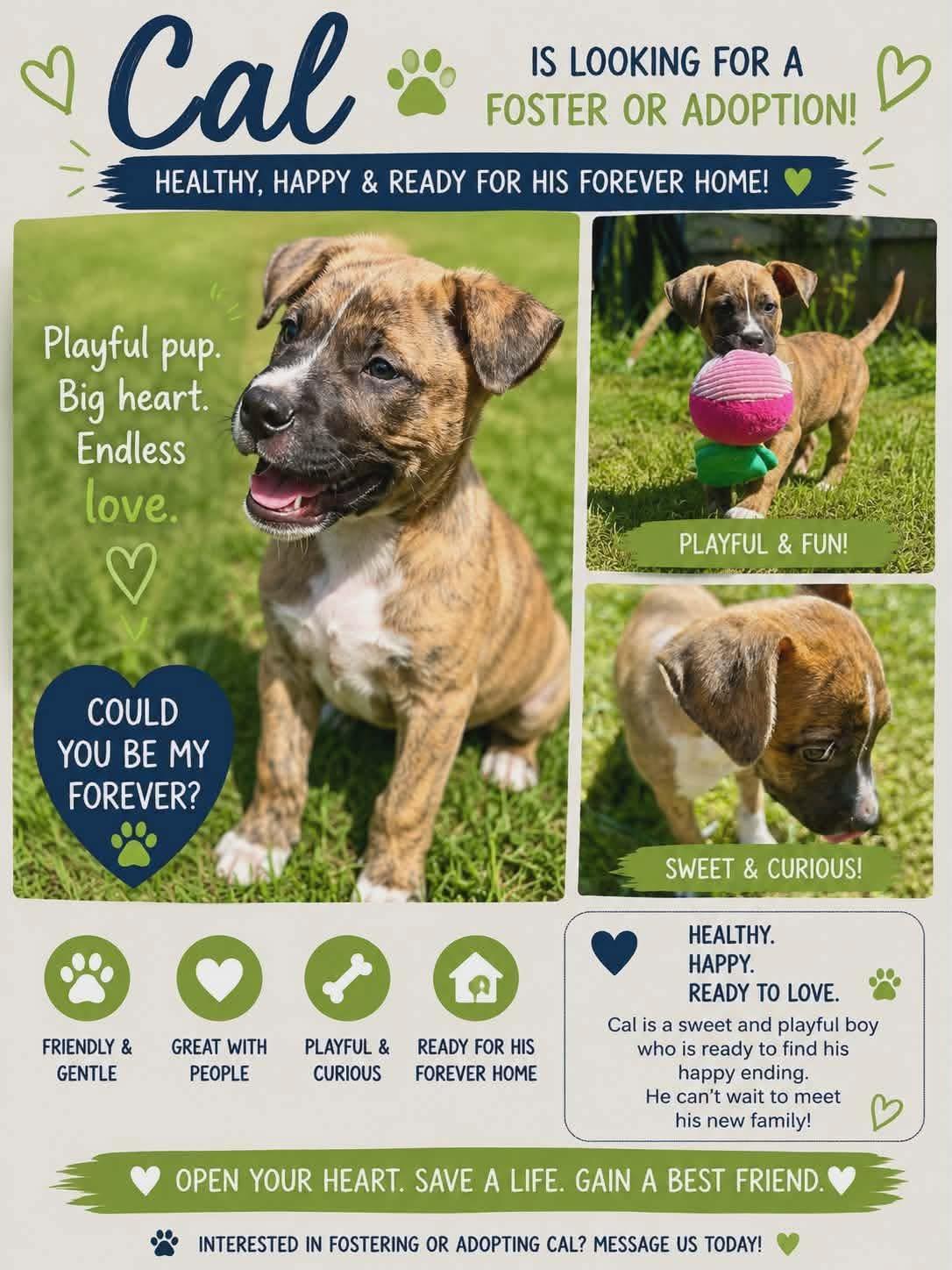 Enlarge CAL, a Adoptable Mixed Breed in East Flat Rock, NC image 4/5