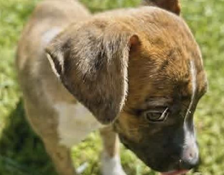 Enlarge CAL, a Adoptable Mixed Breed in East Flat Rock, NC image 5/5