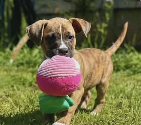 Enlarge CAL, a Adoptable Mixed Breed in East Flat Rock, NC image 3/5