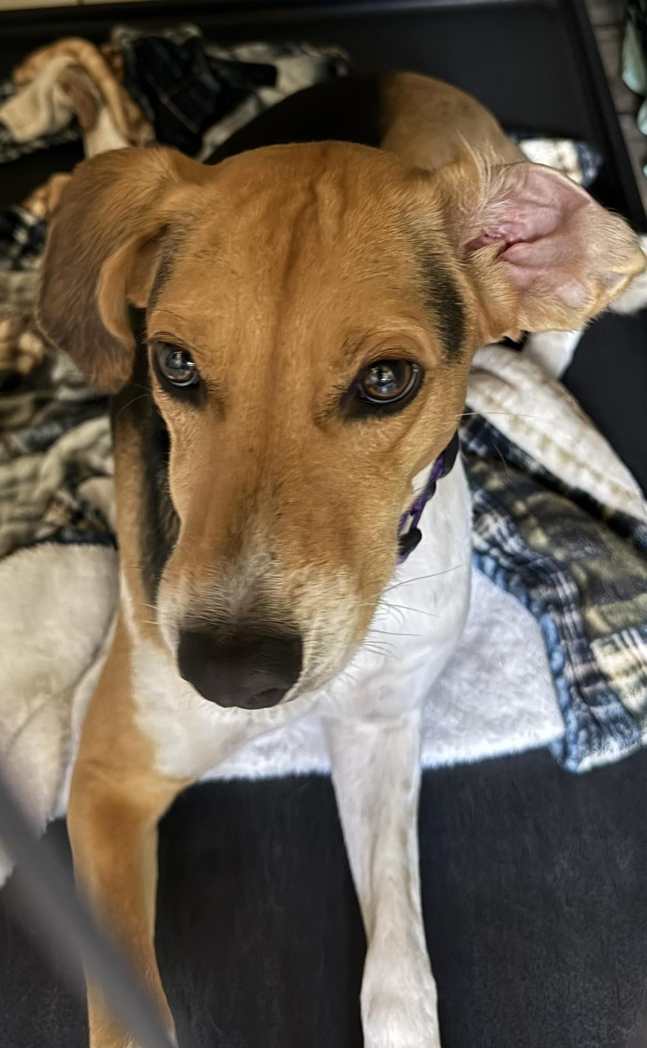 Enlarge Honey, a Adopted Hound in Bolivia, NC image 1/2