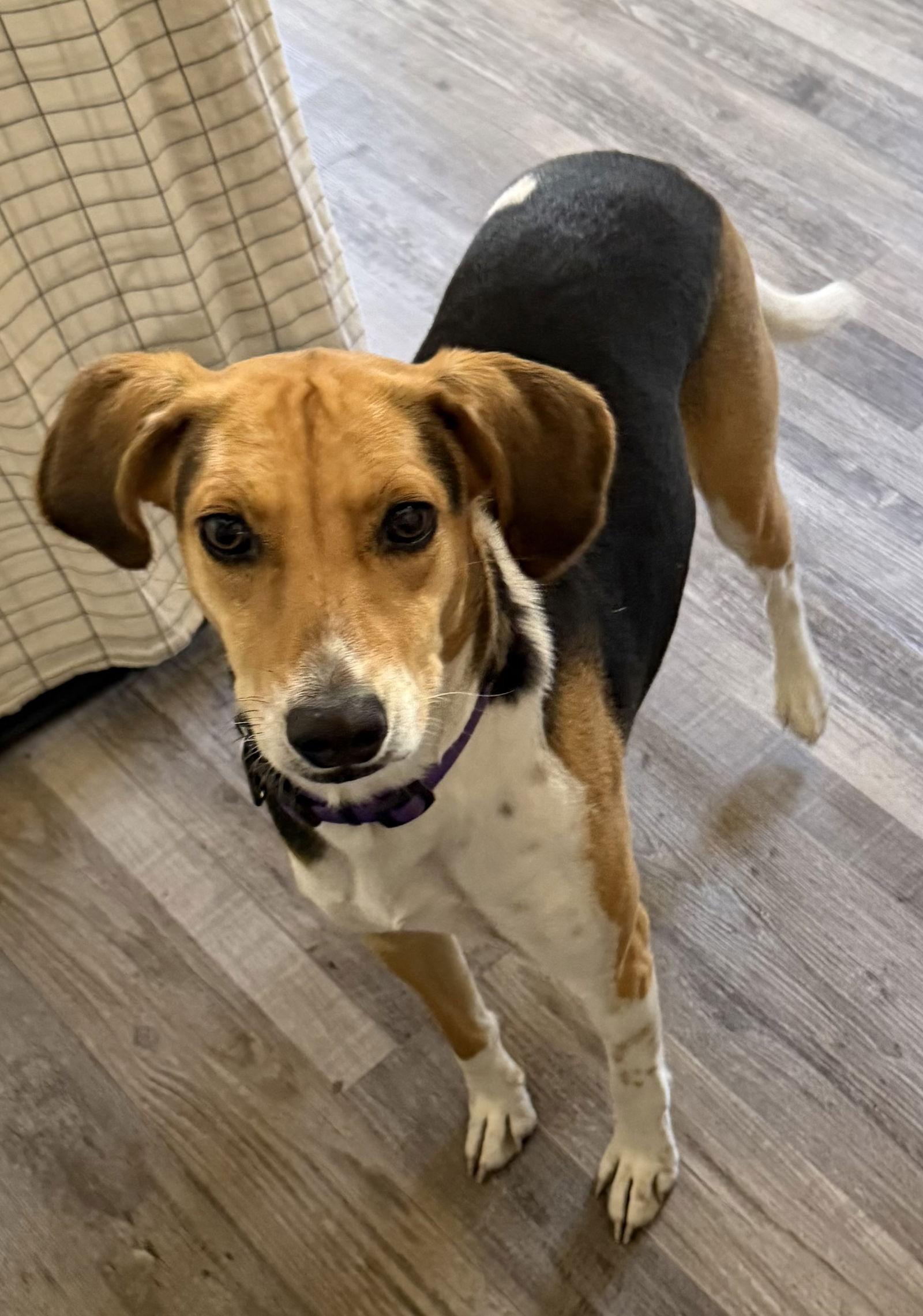 Enlarge Honey, a Adopted Hound in Bolivia, NC image 2/2