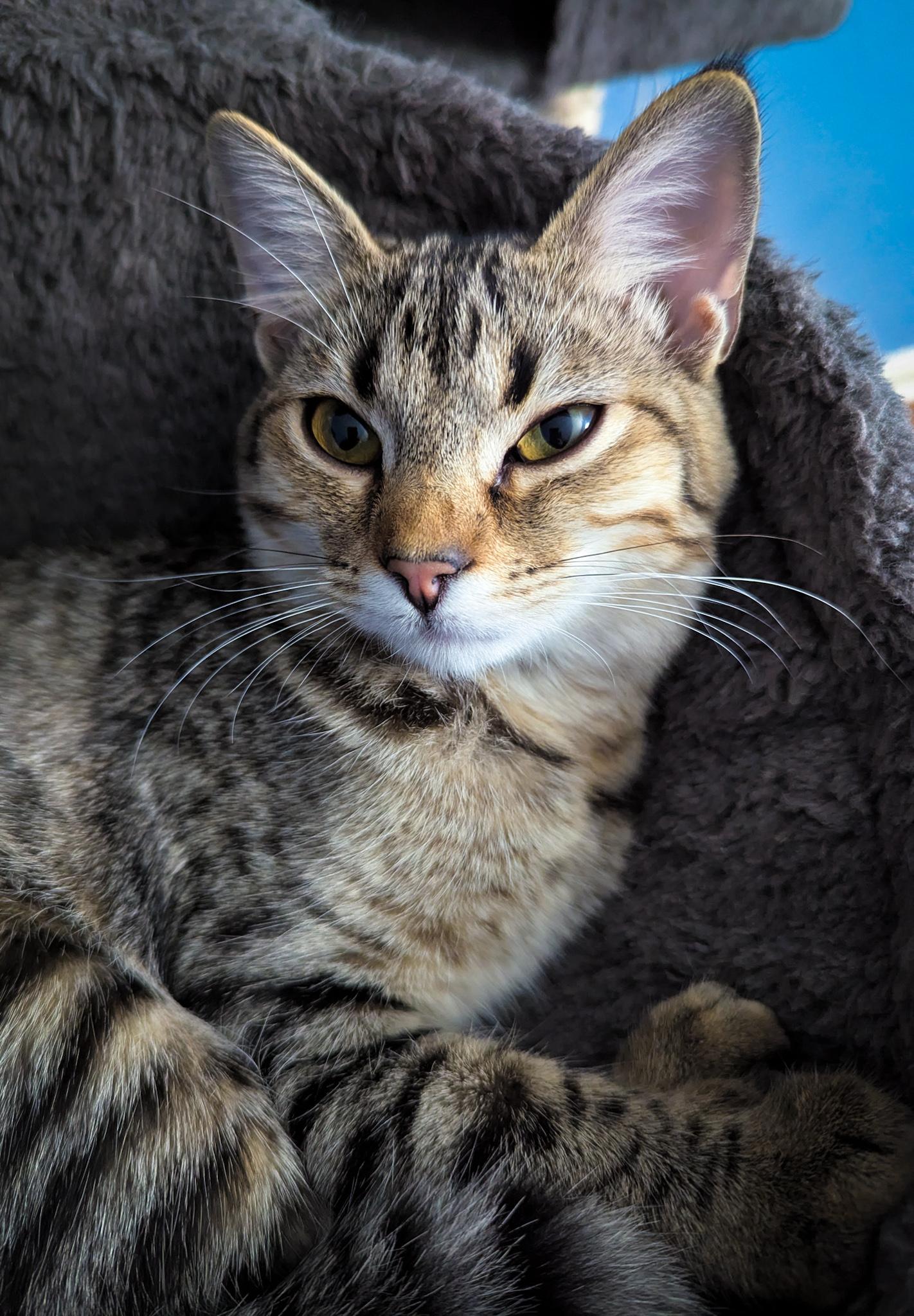 Enlarge Serrano, a Adoptable Domestic Short Hair in Albuquerque, NM image 1/1