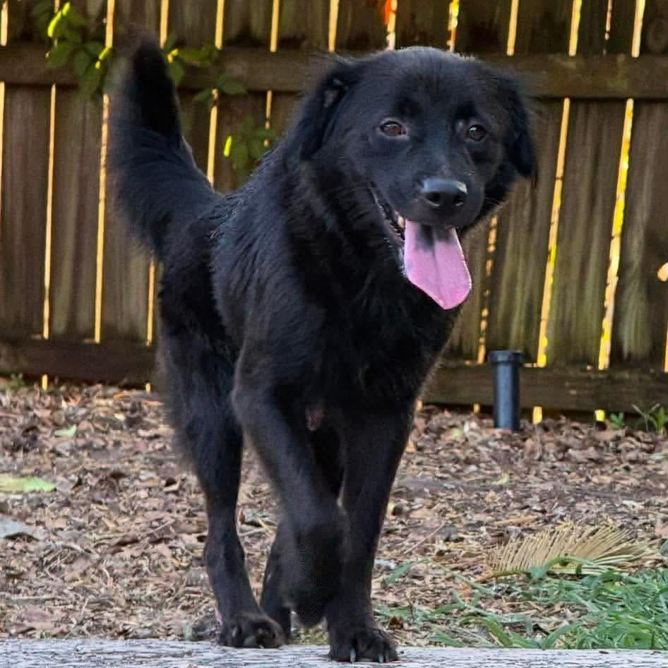 Tiffany & Cole Slaw (Bonded), Adoptable, Adult Female Flat-Coated Retriever.