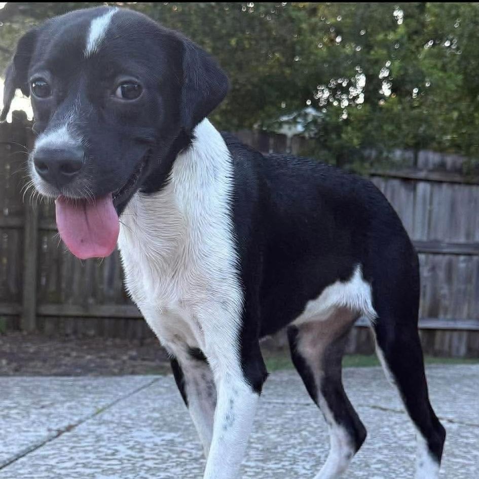Tiffany & Cole Slaw (Bonded), a Adoptable mixed breed in Elkton, MD image 2/2