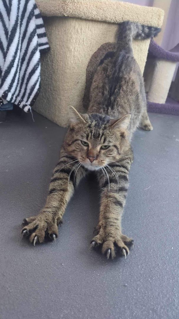 Presley, a Adoptable Domestic Short Hair in Pekin, IL image 2/5