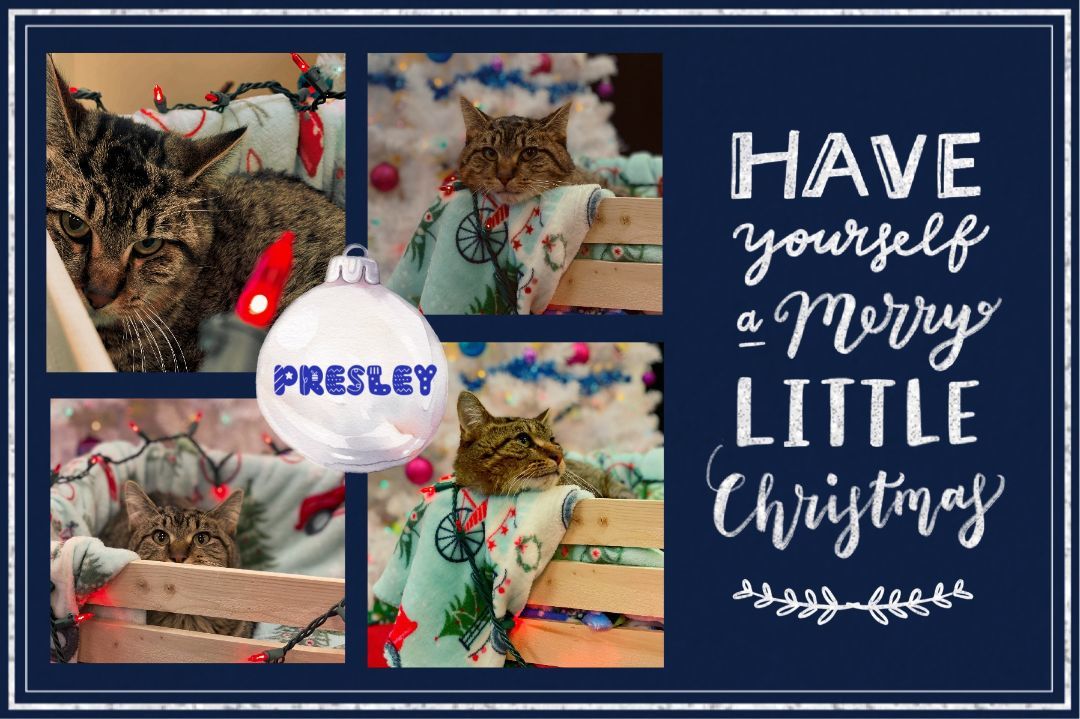 Presley — thumbnail 2