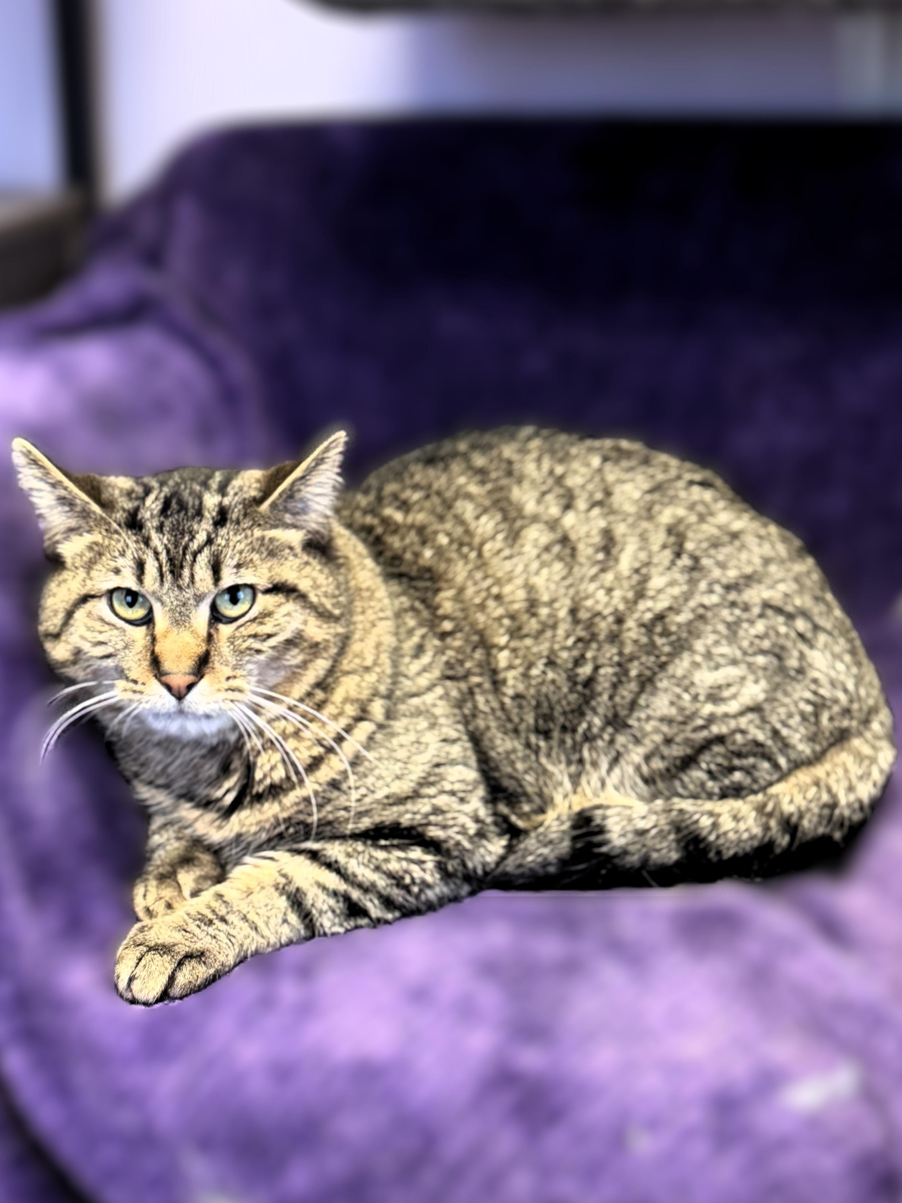 Presley, Adoptable, Adult Male Domestic Short Hair.