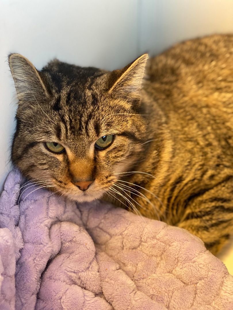 Presley, a Adoptable Domestic Short Hair in Pekin, IL image 3/5