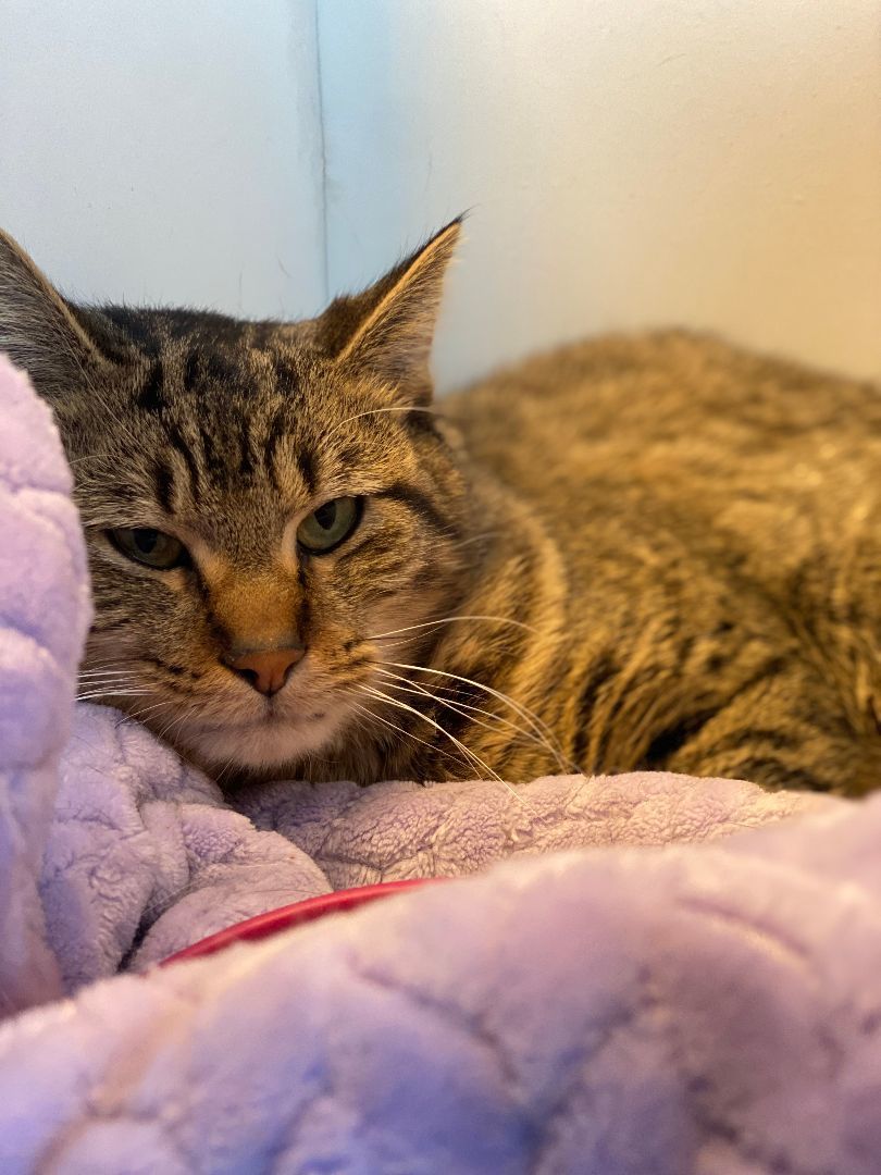 Presley, a Adoptable Domestic Short Hair in Pekin, IL image 4/5