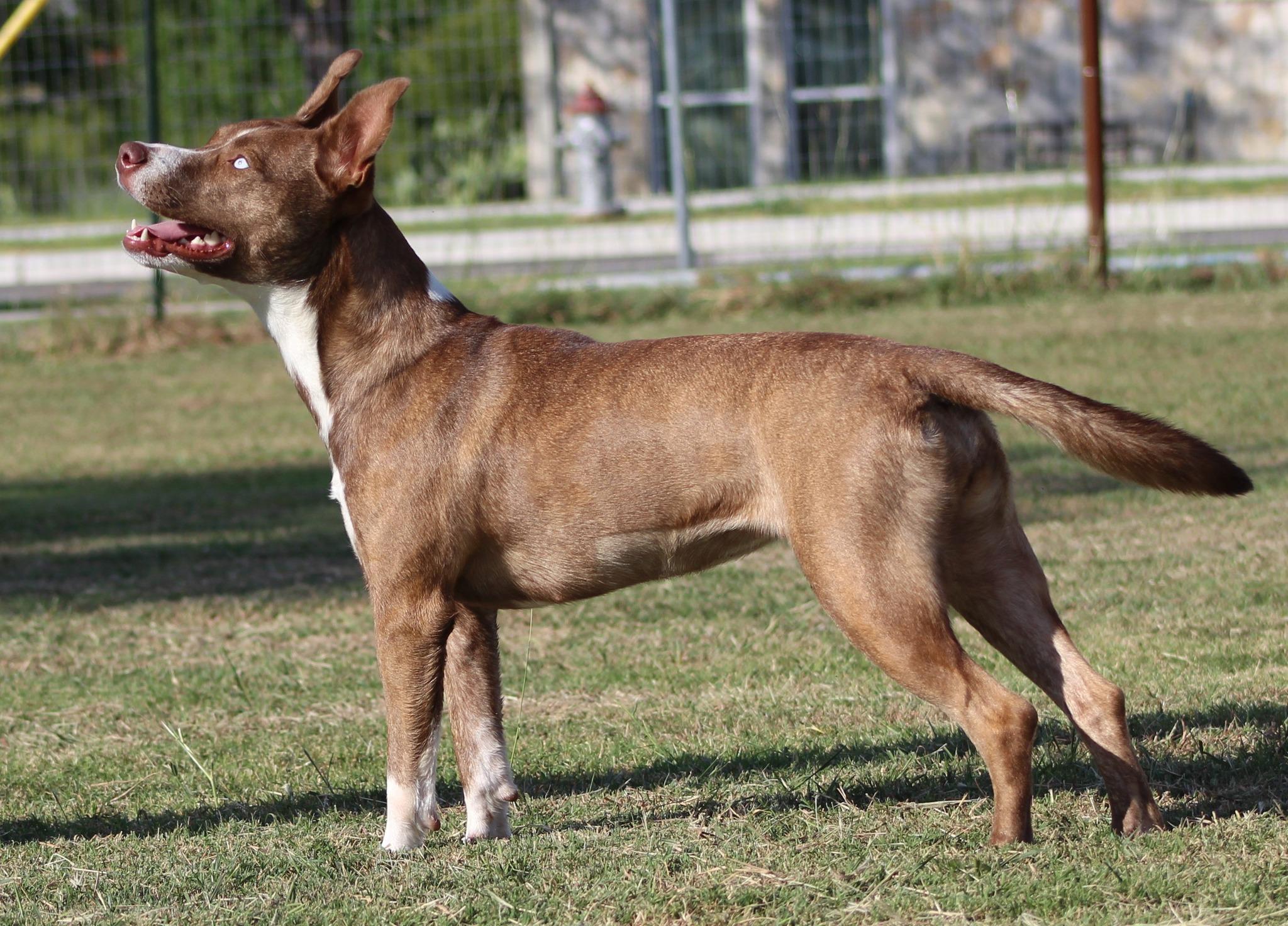 Enlarge Idgy, a Adoptable mixed breed in Temple, TX image 3/6