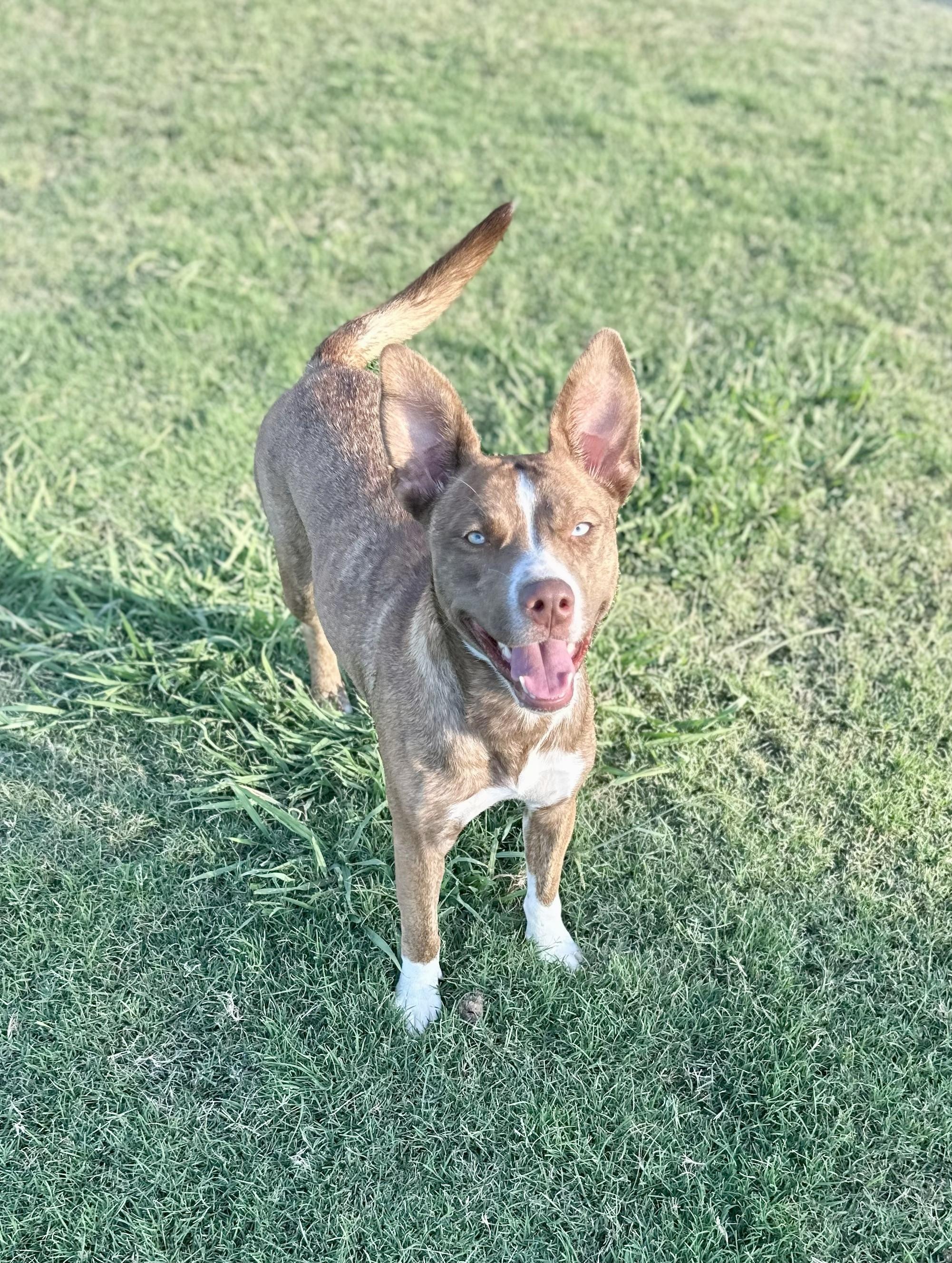 Enlarge Idgy, a Adoptable mixed breed in Temple, TX image 6/6