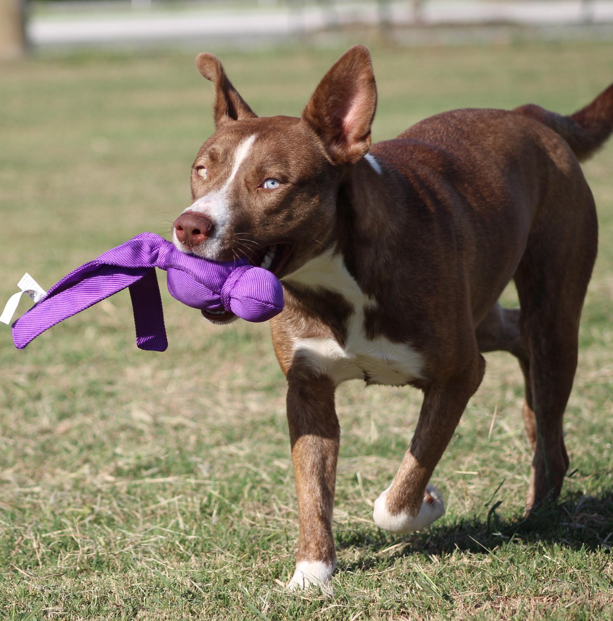 Enlarge Idgy, a Adoptable mixed breed in Temple, TX image 4/6
