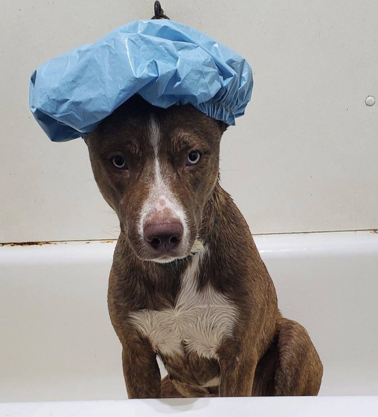 Enlarge Idgy, a Adoptable mixed breed in Temple, TX image 5/6