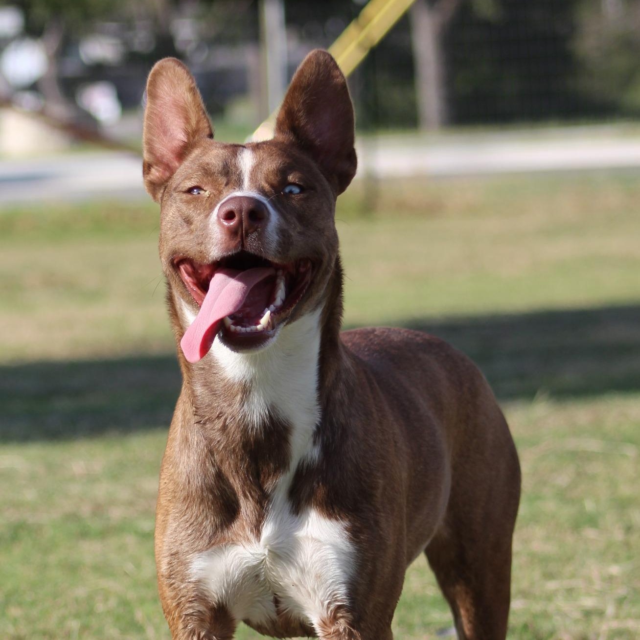 Enlarge Idgy, a Adoptable mixed breed in Temple, TX image 1/6