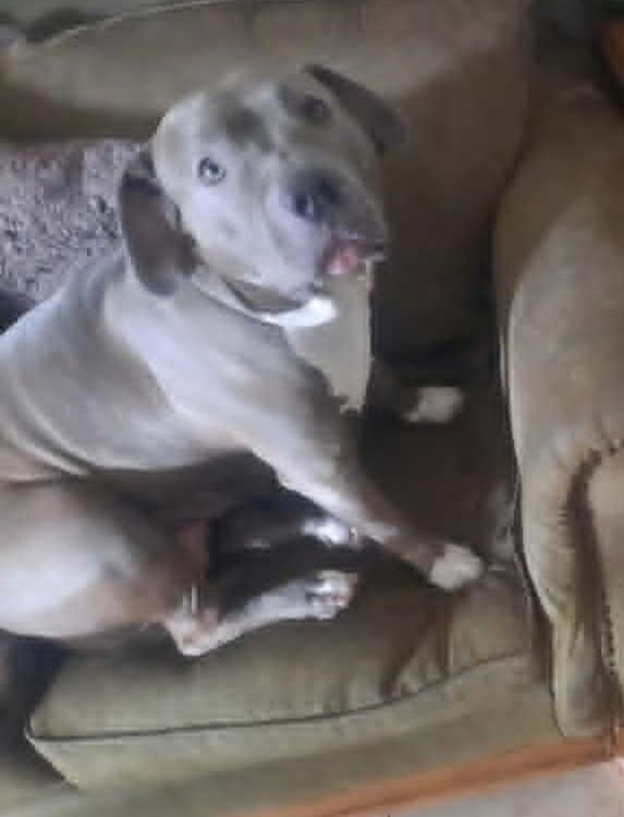 Enlarge Willow, a ADOPTABLE mixed breed in Wilton, CA image 5/6