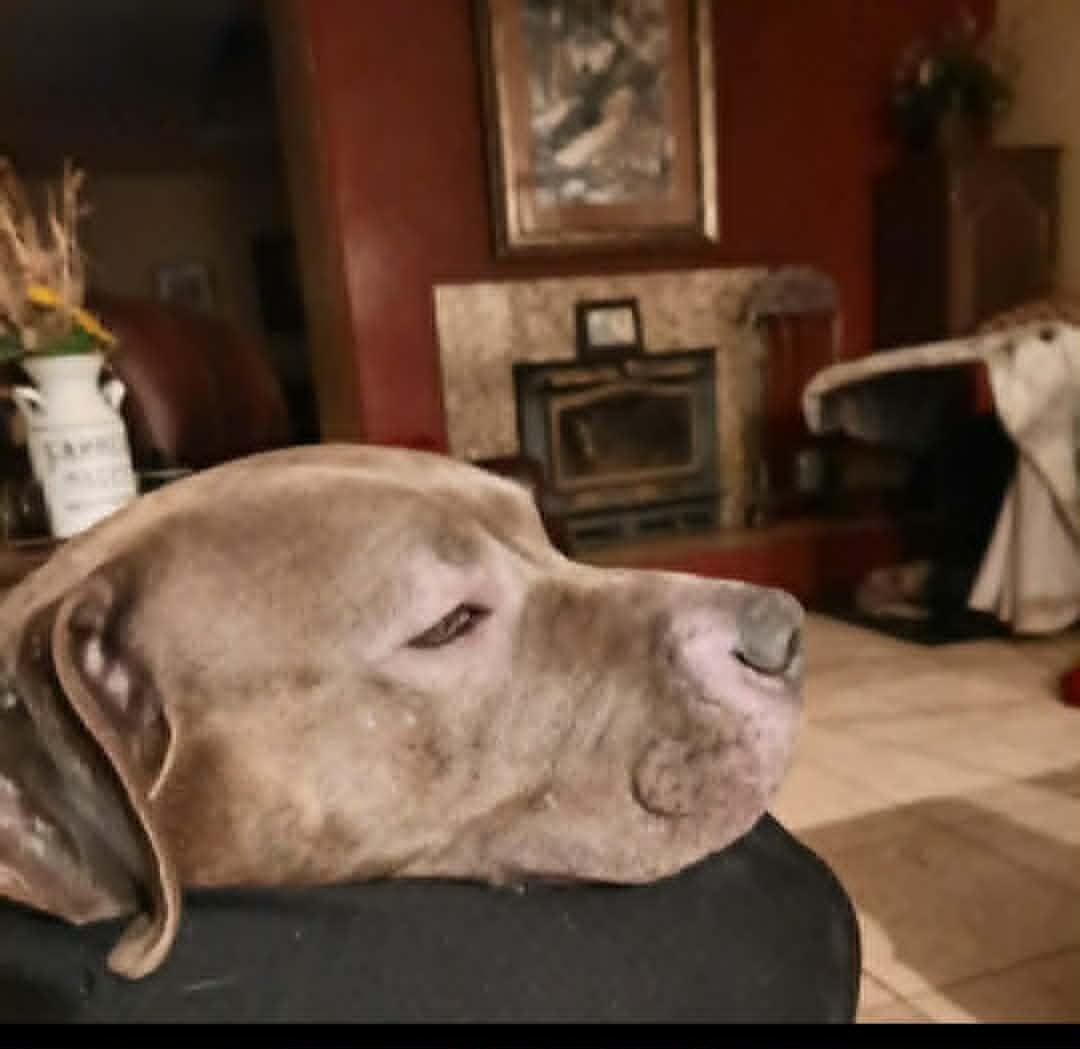 Enlarge Willow, a ADOPTABLE mixed breed in Wilton, CA image 2/6