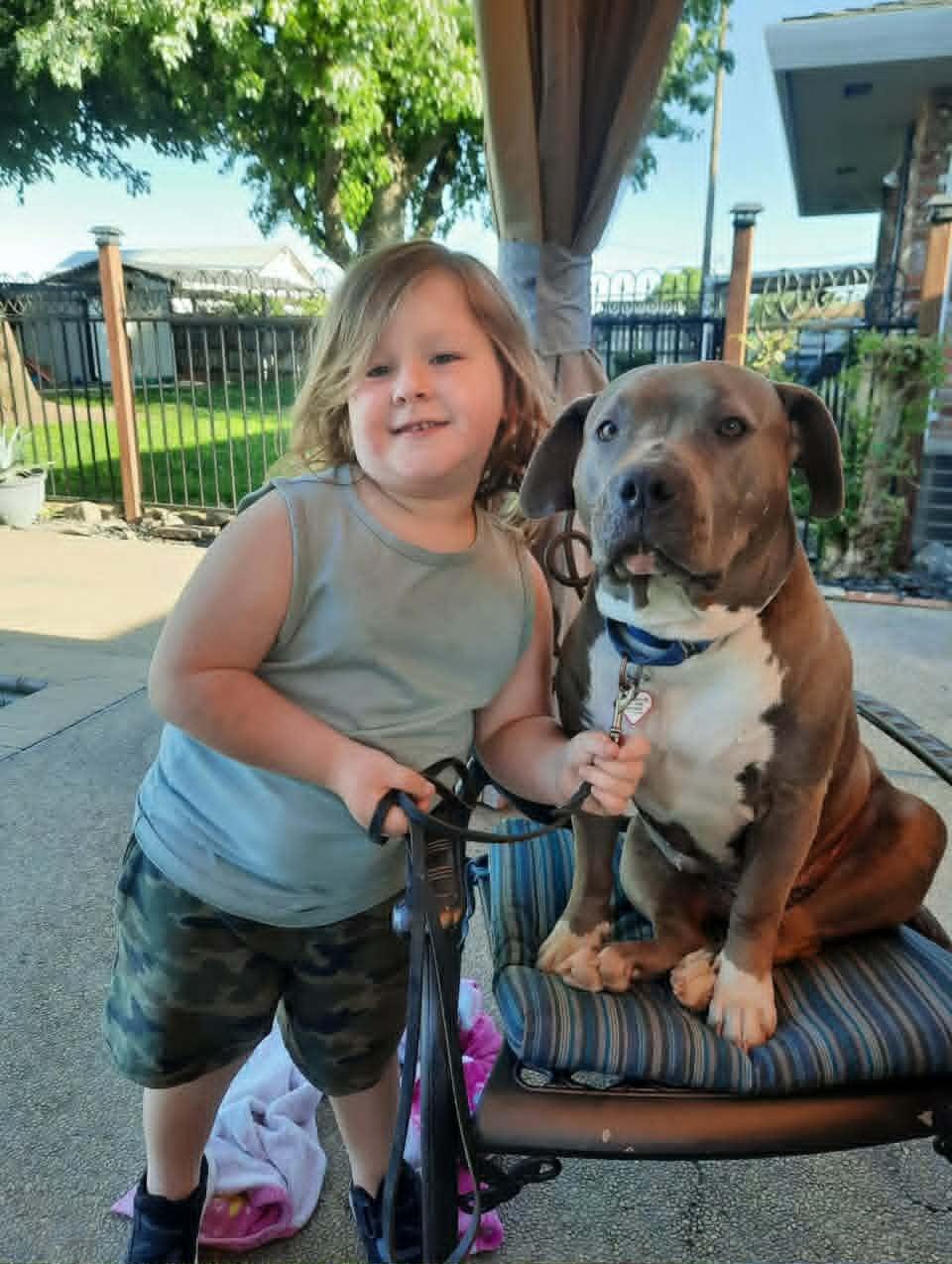 Willow, ADOPTABLE, Adult Female Basset Hound & American Staffordshire Terrier.