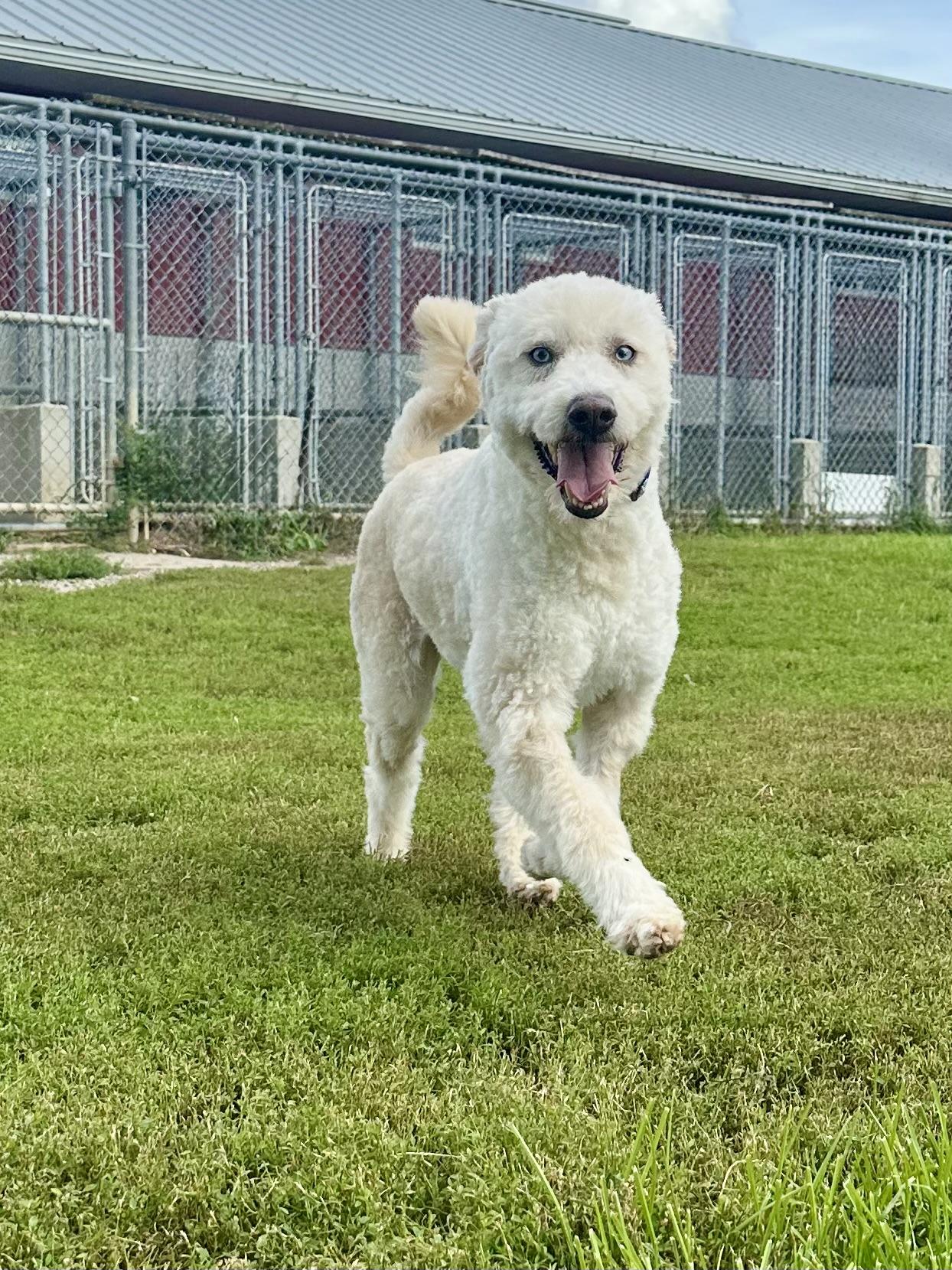 Enlarge Boomer, a Adoptable mixed breed in Ilderton, ON image 2/4