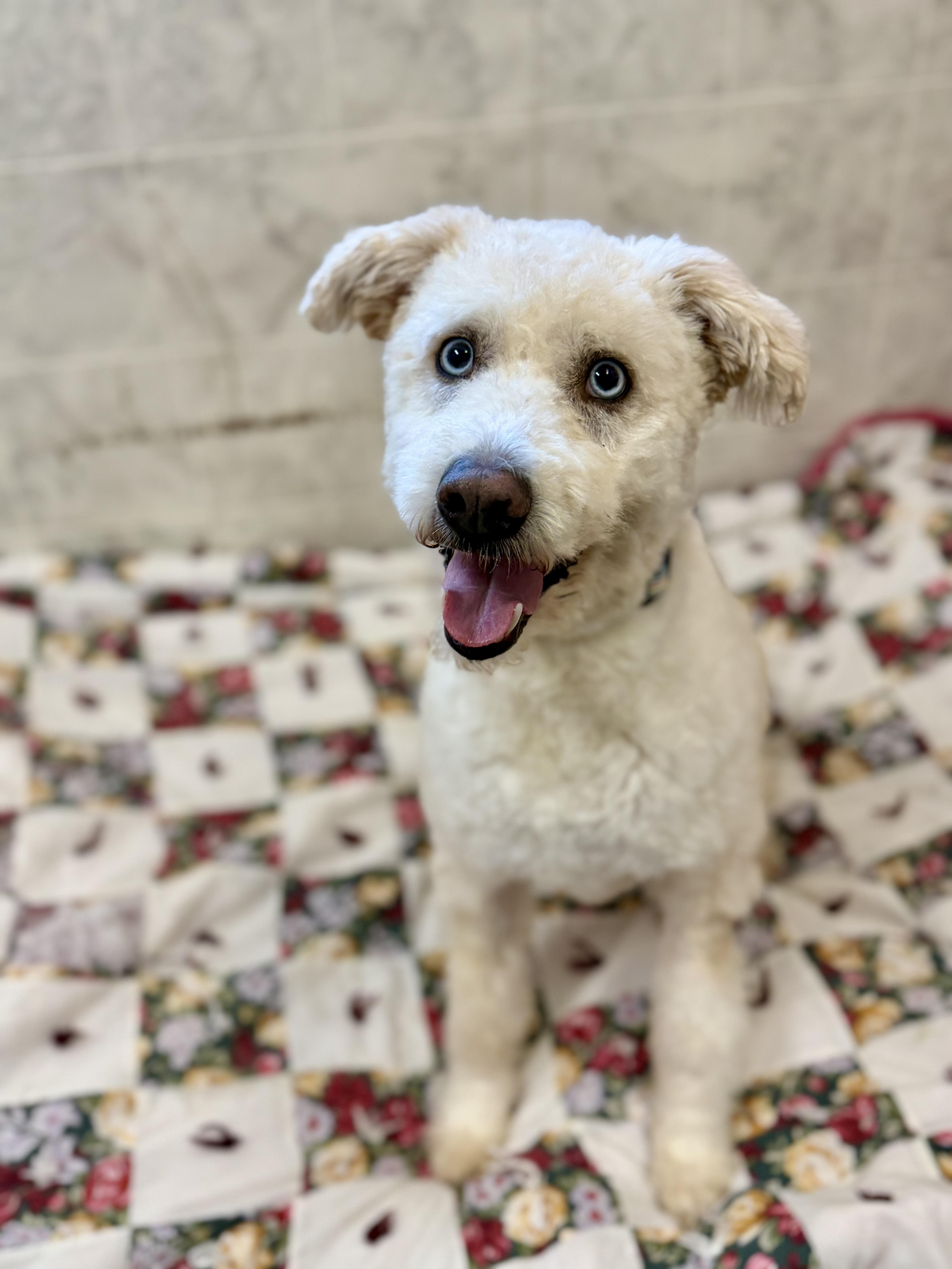 Boomer, Adoptable, Adult Male Poodle & Great Pyrenees.