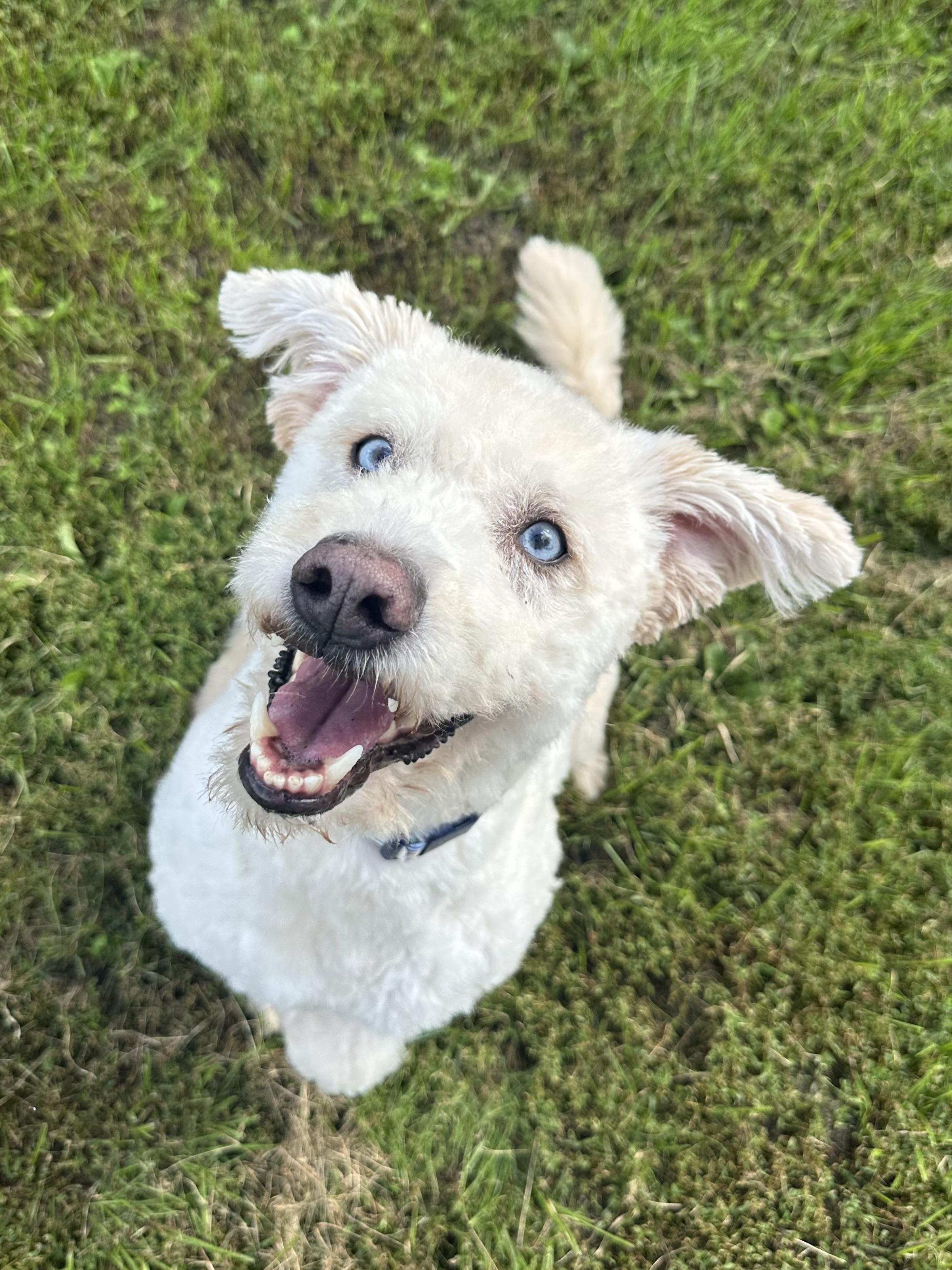 Enlarge Boomer, a Adoptable mixed breed in Ilderton, ON image 4/4
