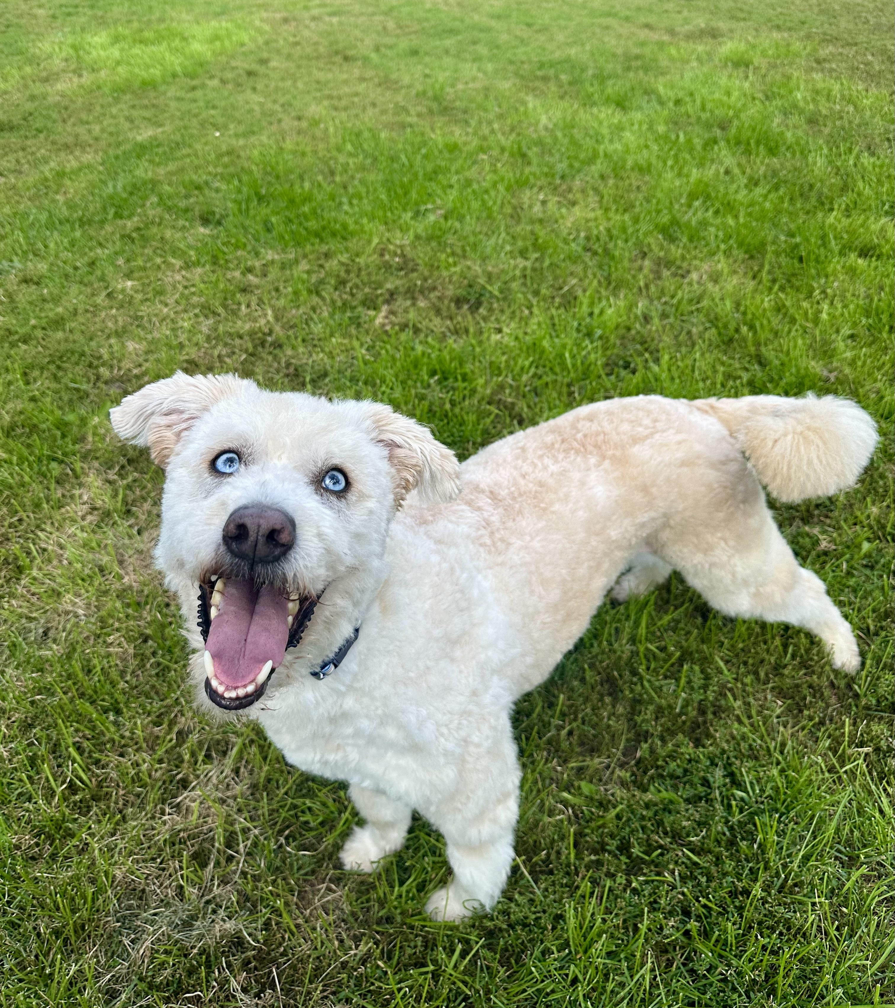 Enlarge Boomer, a Adoptable mixed breed in Ilderton, ON image 3/4