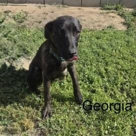 Enlarge GEORGIA, a Adoptable mixed breed in Bakersfield, CA image 1/1