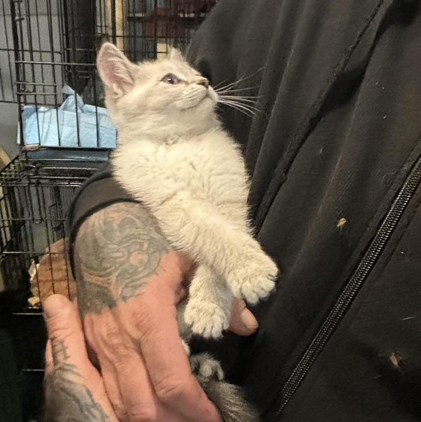 Malfoy, a Adopted Domestic Short Hair in NEWARK, OH image 1/2