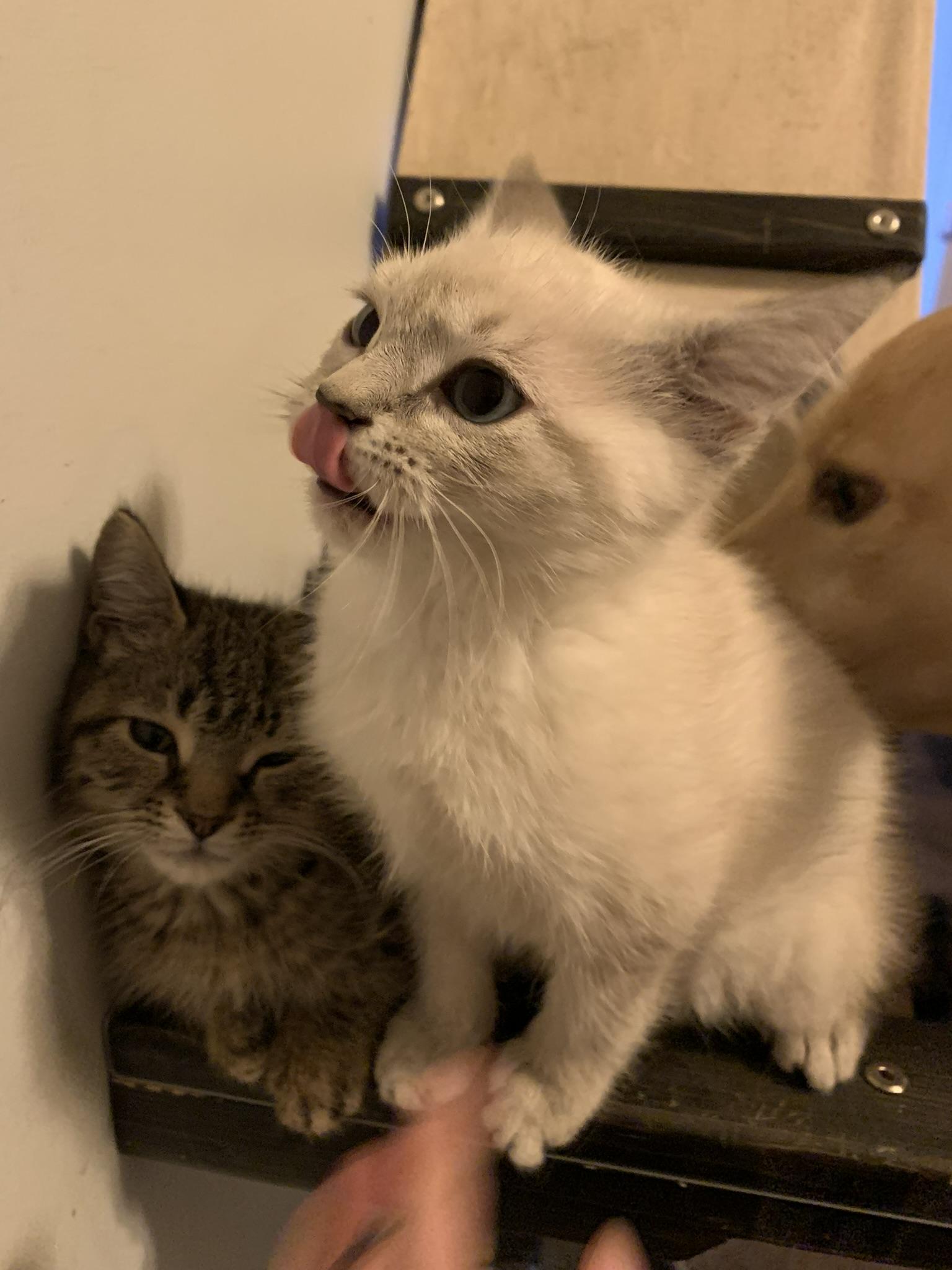 Malfoy, a Adopted Domestic Short Hair in NEWARK, OH image 2/2