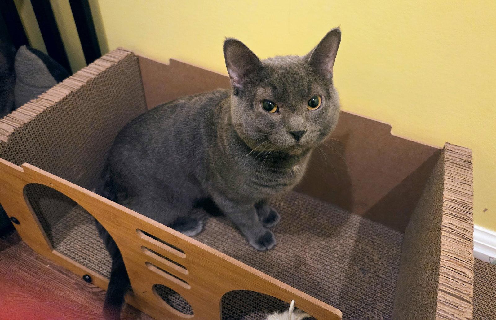 Paw Paw, Adoptable, Adult Male Domestic Short Hair & Russian Blue.