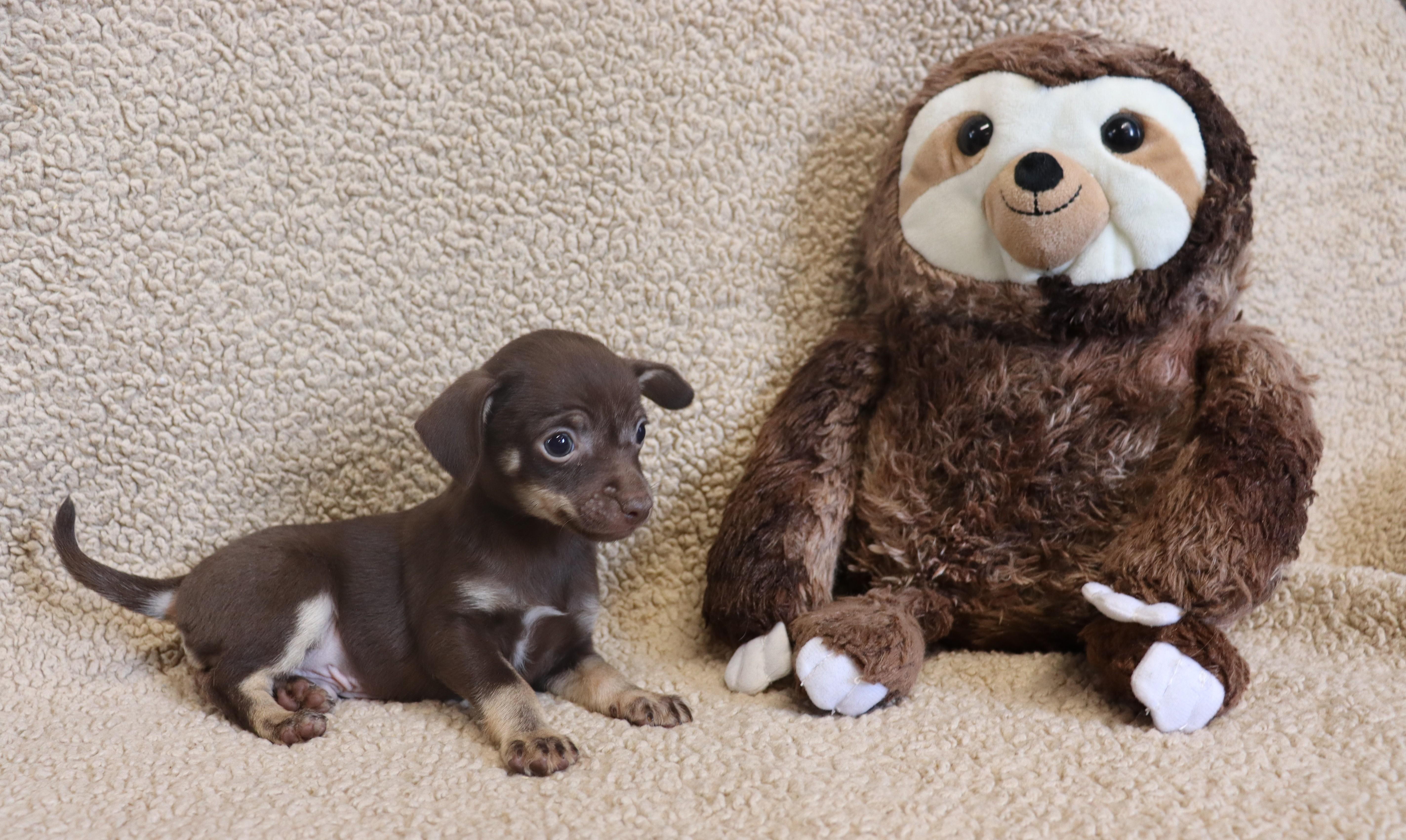 Enlarge Paul, a Adoptable Chihuahua in Chepachet, RI image 4/6