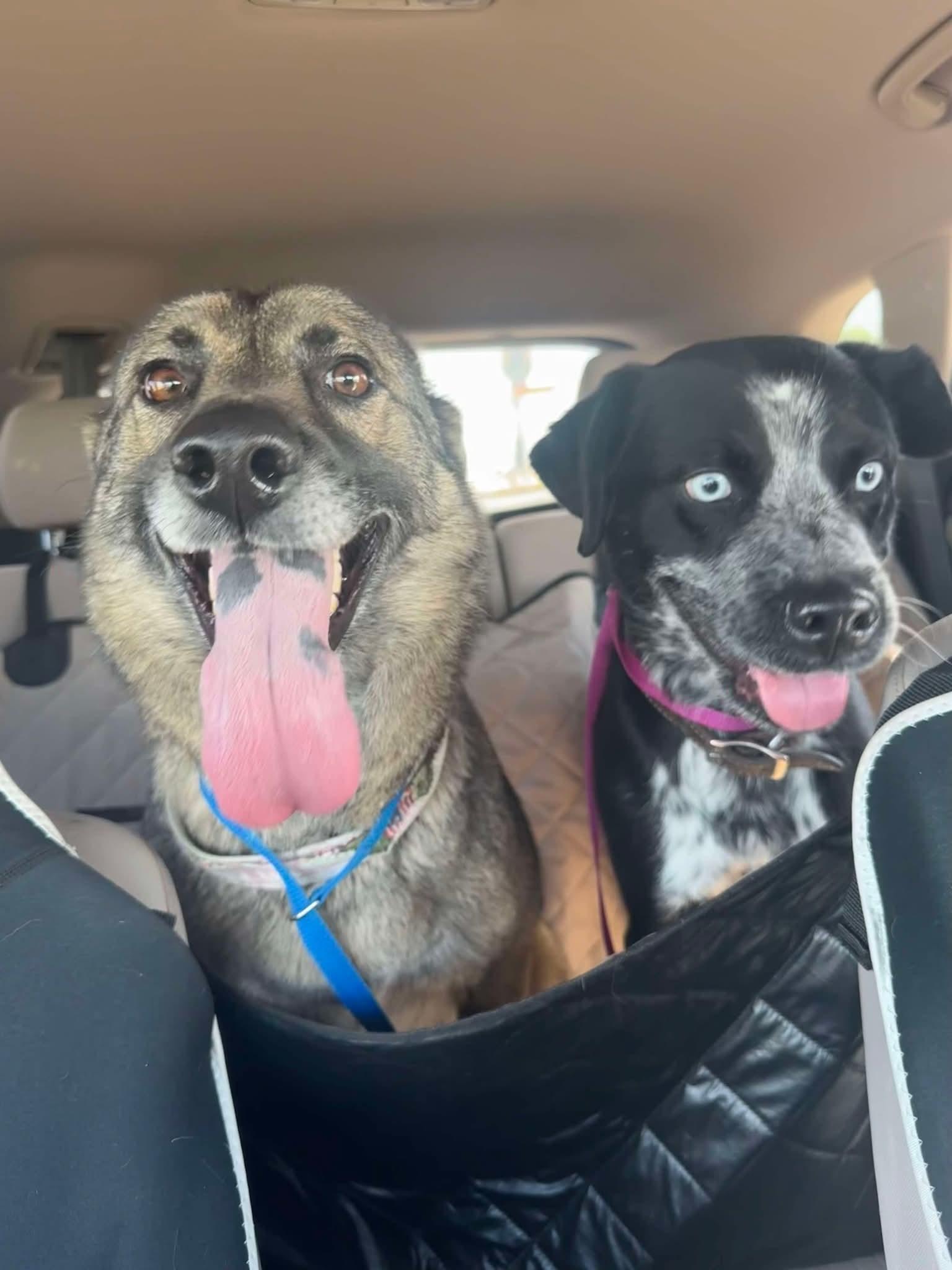 lol-Emma 38#, an adoptable Australian Cattle Dog / Blue Heeler in Billings, MT, 59101 | Photo Image 2