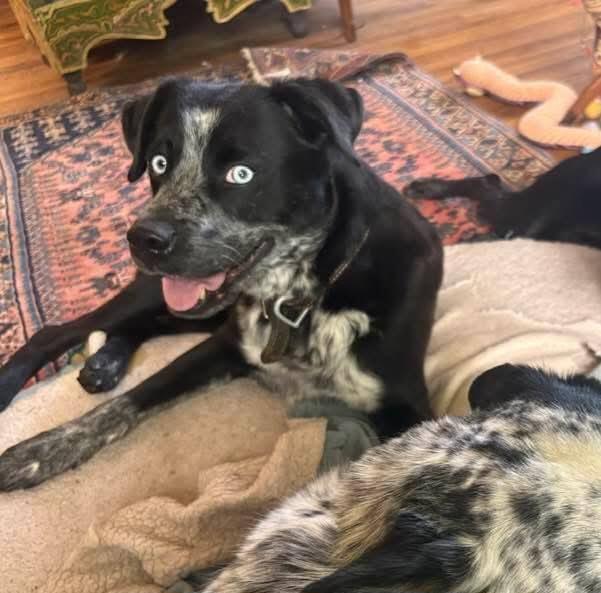 lol-Emma 38#, an adoptable Australian Cattle Dog / Blue Heeler in Billings, MT, 59101 | Photo Image 1