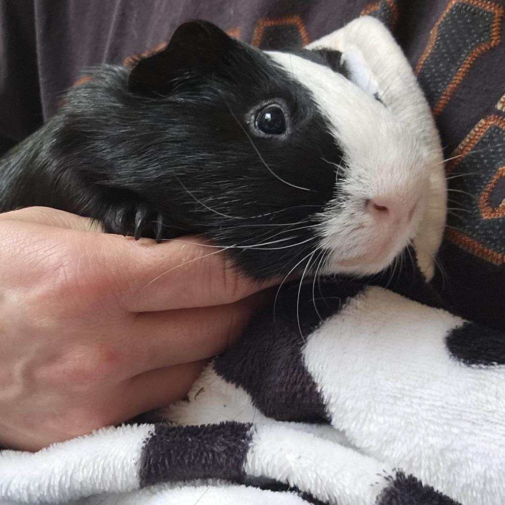 Enlarge Biscuit w/nugget, a Adoptable Guinea Pig in Walnut Grove, CA image 1/1