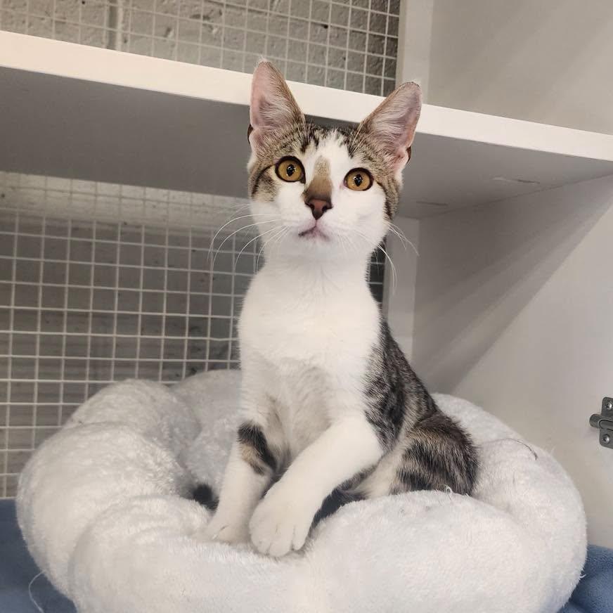 Enlarge Mojita, an adopted American Shorthair in Springdale, AR image 1/4