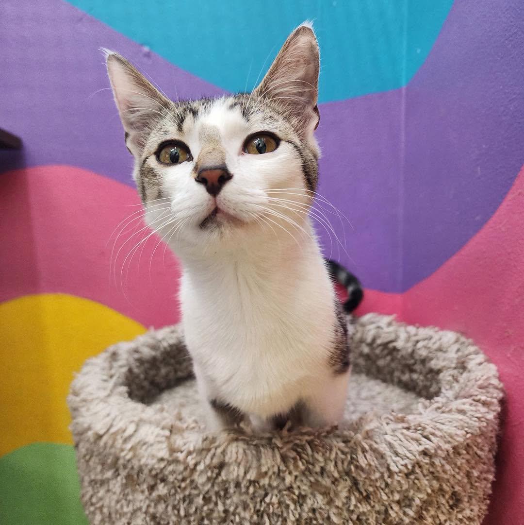 Enlarge Mojita, an adopted American Shorthair in Springdale, AR image 2/4